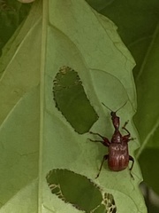 Paratrachelophorus nodicornis
