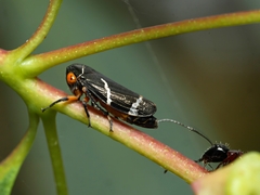 Eurymeloides