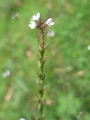 Verbena carolina