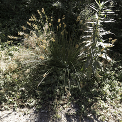 Juncus pallidus