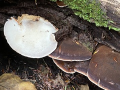 Ischnoderma benzoinum