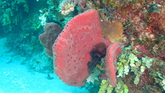 Amphimedon compressa