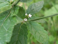 Verbena carolina