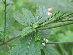 Verbena carolina