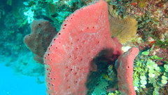 Amphimedon compressa