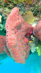 Amphimedon compressa