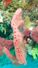 Amphimedon compressa