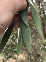 Eucalyptus stellulata