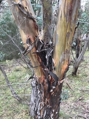Eucalyptus stellulata