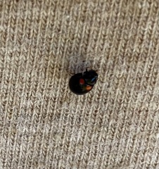 Brachiacantha quadripunctata