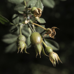 Rosa spithamea