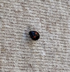 Brachiacantha quadripunctata