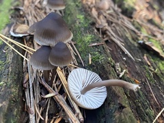 Mycena subcaerulea