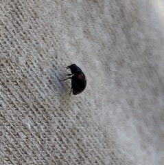 Brachiacantha quadripunctata