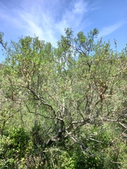 Diospyros lycioides lycioides