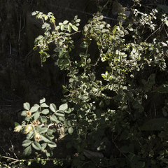 Rosa spithamea