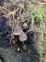 Mycena subcaerulea