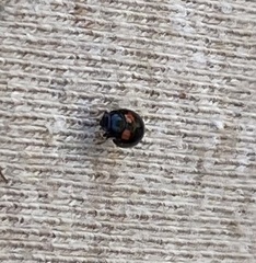 Brachiacantha quadripunctata