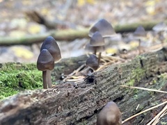 Mycena subcaerulea
