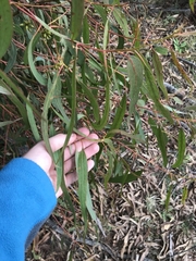Eucalyptus bridgesiana