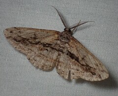Scioglyptis chionomera