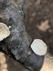 Trametes conchifer