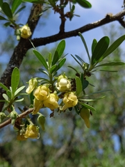 Diospyros lycioides lycioides