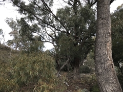 Eucalyptus bridgesiana