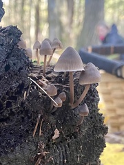 Mycena subcaerulea
