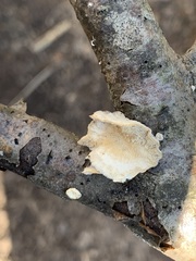 Trametes conchifer