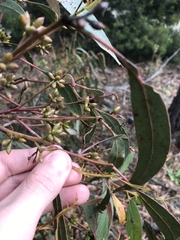Eucalyptus bridgesiana