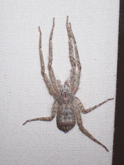 Pandercetes