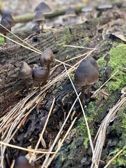 Mycena subcaerulea