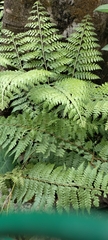 Calochlaena dubia