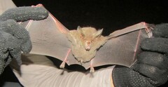 Trachops cirrhosus
