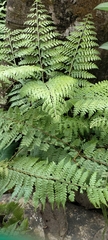 Calochlaena dubia