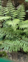 Calochlaena dubia