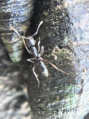 Brachyponera chinensis