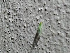 Chrysopidae