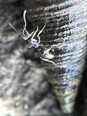 Brachyponera chinensis