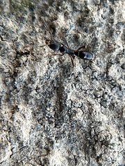 Brachyponera chinensis