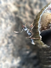 Brachyponera chinensis