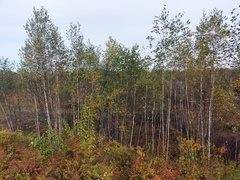 Betula platyphylla