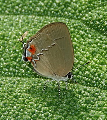 Theclopsis gargara