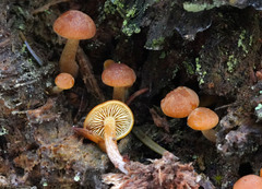 Gymnopilus