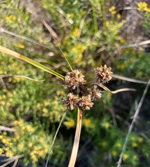 Cyperus entrerianus