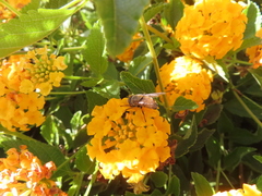 Copestylum haagii