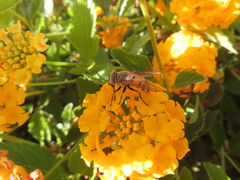 Copestylum haagii