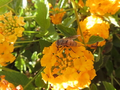 Copestylum haagii