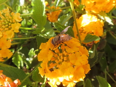 Copestylum haagii